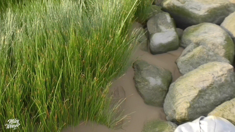 Miley Weasel: Seksowna blondynka zerżnięta w dupę na plaży !!