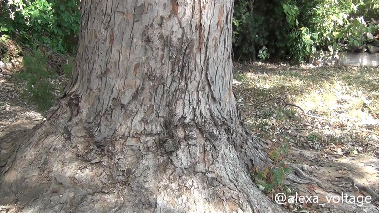 Alexa-Voltage: Zablokowany i rozpaczliwie trzeba siusiu