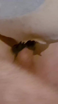 Ciuman Fuck