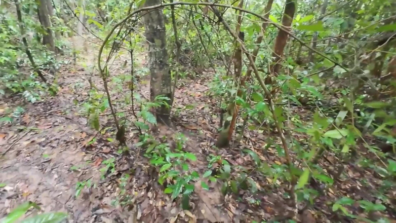 RealThaiSolo: Thai Girls Walking and Talking and Picking Mushrooms in the...