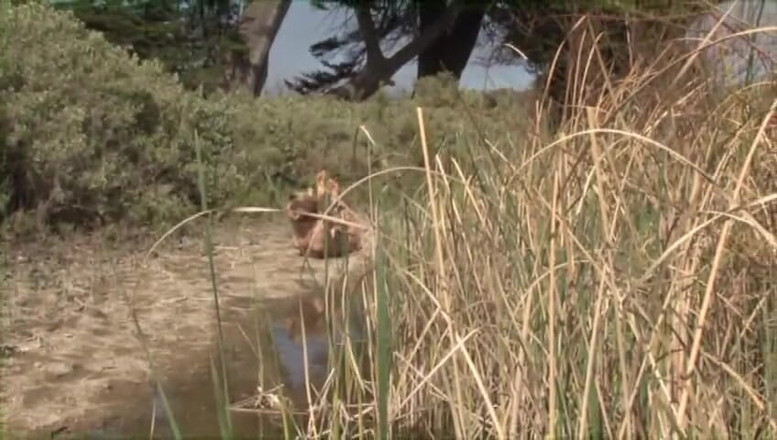 Erotic Planet Studio: お願い、もっと激しく抱いて!- 大きな胸のブロンドがビーチとベッドで激しく突かれる