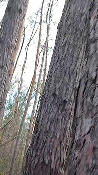 Femeie riscantă se și se masturbează în pădure