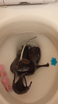 Los tacones altos puntuados sexy orinaron y se vaciaron el baño