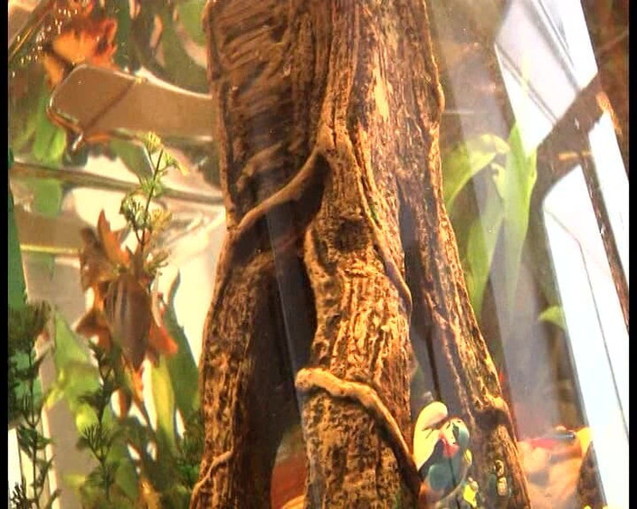 Deutschland Porno X: Šukání brunetky s velkými prsy na castingu, dokud nechytí creampie