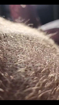Ginger Fur