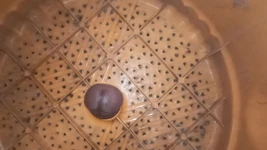 Penis for You