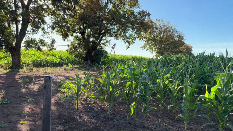 ErickDiazSp: I Got Lost in the Cornfield and Needed Help From...