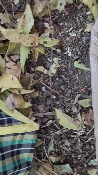 Bhabhi dikongkek dalam hutan