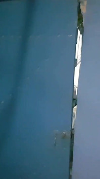 Ik vond een Amerikaanse dorado op het strand in Rio de Janeiro, nam hem mee naar huis en gaf hem zijn poes