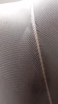 Ebony Barbie Estrellas nylon röv spela. Ansiktssittande POV!