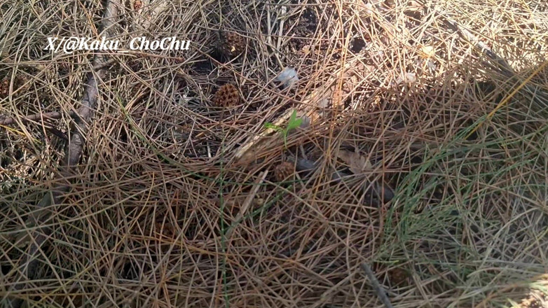 Calven: Nadmorskie działa dżungli