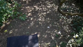 在公园口交并步行