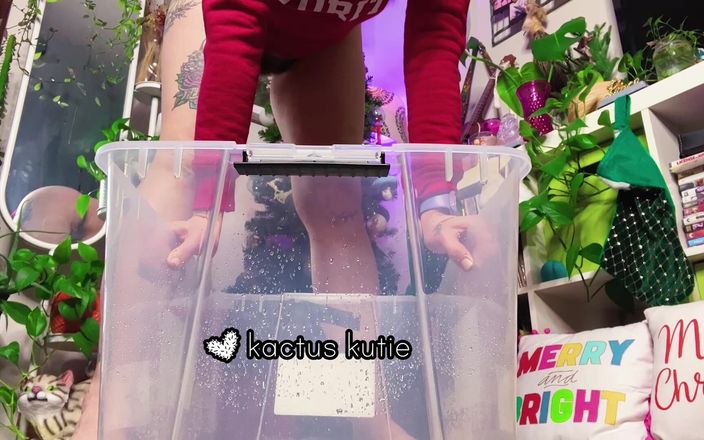 Kactus kutie: Grande rabo kutie xixi na caixa de natal