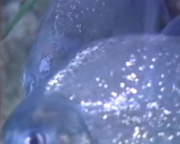 GERMAN PORN CLASSICS: Köylü doktor Dr. Fick ve azgın oyun arkadaşları