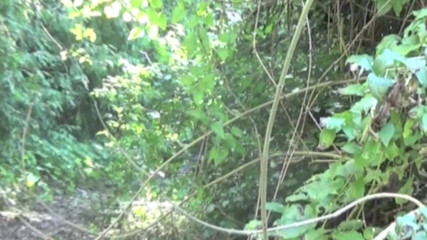Gaybareback: Hetero folosit de arăboaică în croazieră în pădure în aer liber