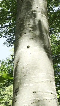 Mesmeriza Waldspaziergang