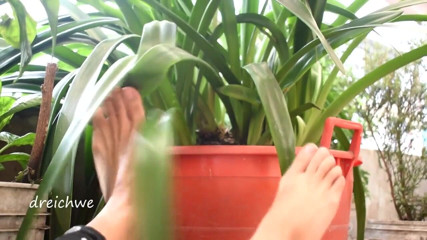 Dreichwe: Piedi in giardino