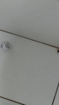 Quick Masturbation in the Bathroom with Cockroaches.