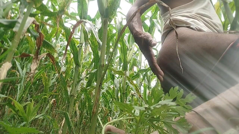 Salonibhabhi: Big Black Hawking in the Cornfield