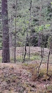 Naken vandring i finsk forrest