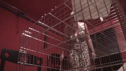 Femdom Austria: She makes her pet clean his cage