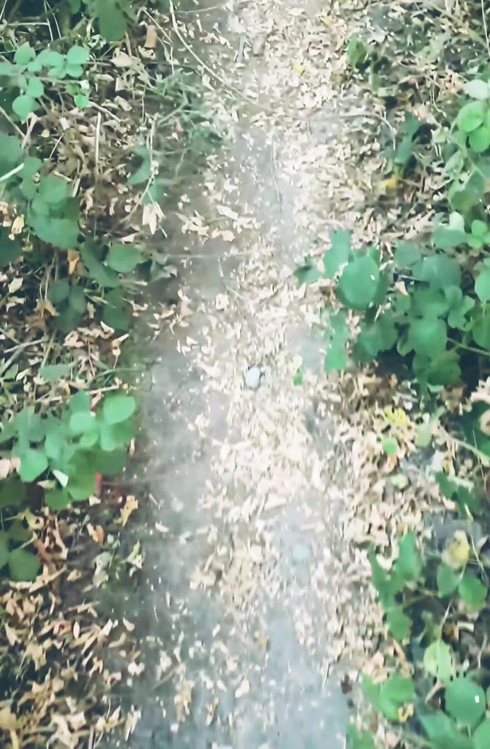 MaleModel: Em primeiro plano - caminhada nua na floresta