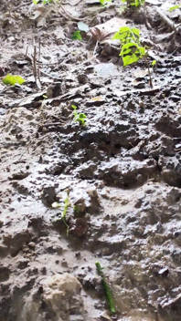 Regen in der Natur