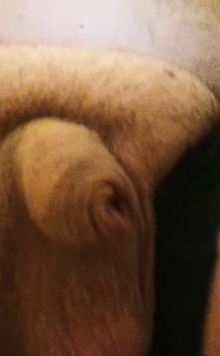 Big Pisser: パパの熱い体とチンポ。