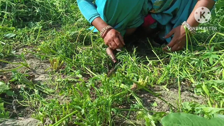 Savita5343: Ho scopato la mia sorellastra a pecorina in un campo...