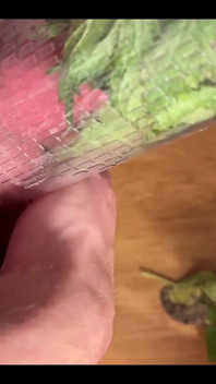 CBT Stinging Nettles Pump Cum