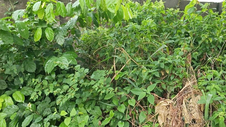 Bang-meet: The Village Lovers