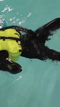 Neoprene Lust: Keseronokan Vest Snorkel yang kembung di kolam