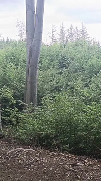 Between the Beeches: Rough Exhibition on Bare Wood