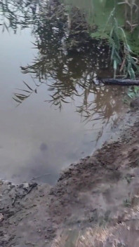 Outdoor Oral Sex with Pee