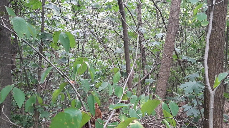 Lesbian-candys: Riskante lesbische masturbation im wald