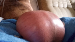 Lion big balls: Bolas salinas