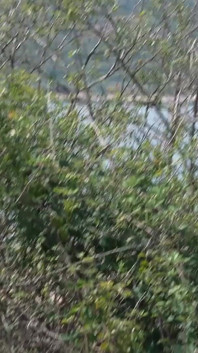 La tettona cubana Amanda Luxor prende un ragazzo e lo scopa per noi sul lago