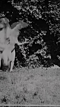 "the Veil Dance - a Vintage Erotic Gem Restored in 4K"