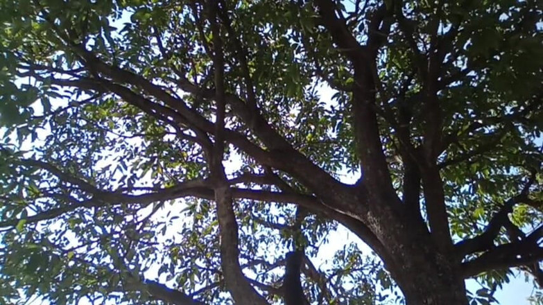 HotboyIndian: 큰 망고 핫한 소년 인도