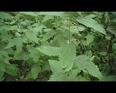 Andy: Old Vid Out in the Woods