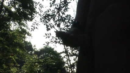 Bareback Boy Bangers Orange Media: Videoclip exclusiv Fără prezervativ: sex anal în trei cu adolesceți fantastici...