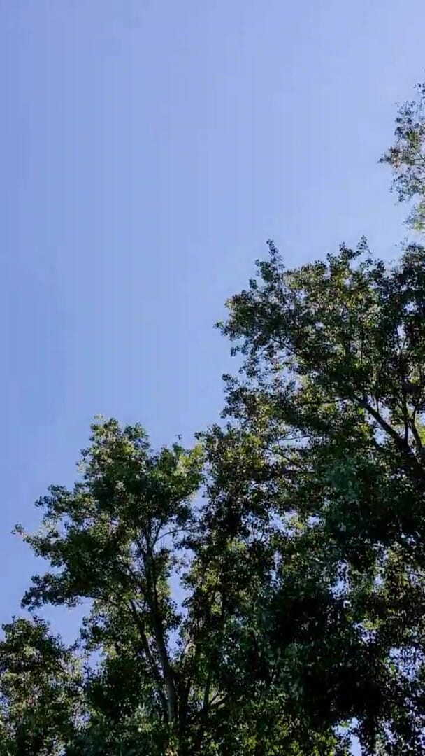 Slutboyben: 暴露狂女王