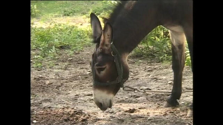 XTime Vod: Auf dem lande ist immer dieser wunsch, im freien zu...