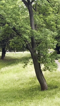BBW Girl Give Perfect Sloppy Handjob in a Park - Risky and Sloppy