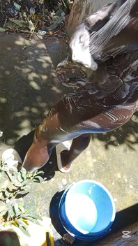 Zakar hitam besar yang basah berat dan tergelincir mahu memancut mani di atas lantai