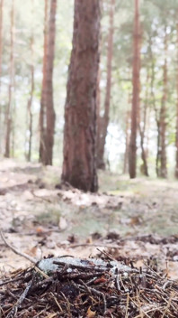 Piss in Forest