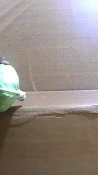 Sexy Femboy Crossdresser Slut Fucking Gaping Cabbage Asshole