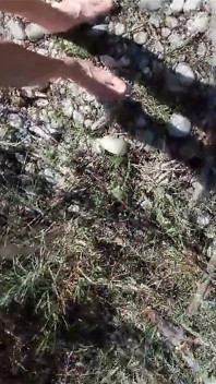 Podívej! Tento chlapec chodí bosý v přírodě, na trávě, Venku Během horkého letního dne | Gay foot fetiš video