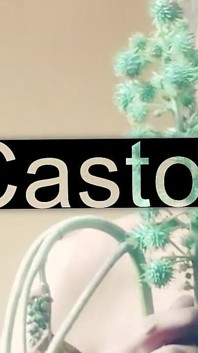 Castor Bean N Paprika
