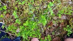 Stiansr: Horny in Forest